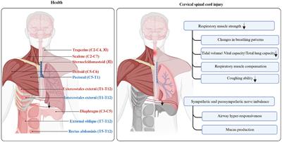 Changes in respiratory structure and function after traumatic cervical spinal cord injury: observations from spinal cord and brain